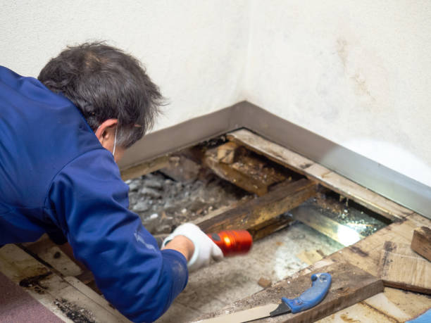 Best Attic Mold Removal  in Vero Beach South, FL