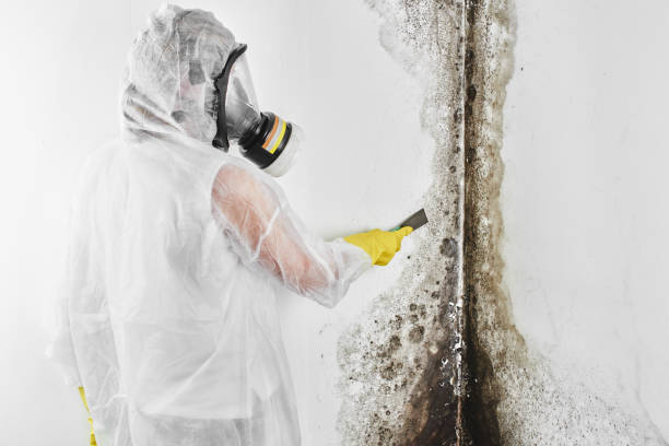 Professional Mold Removal in Vero Beach South, FL