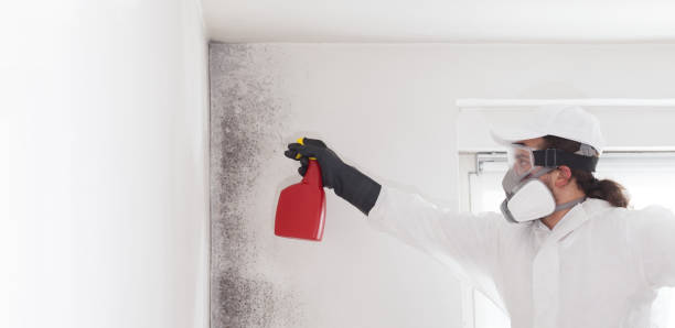 Best Crawl Space Mold Removal  in Vero Beach South, FL