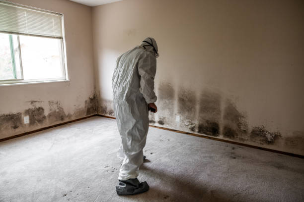 Mold Removal Process in Vero Beach South, FL